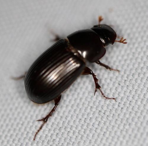 Acrossus rufipes